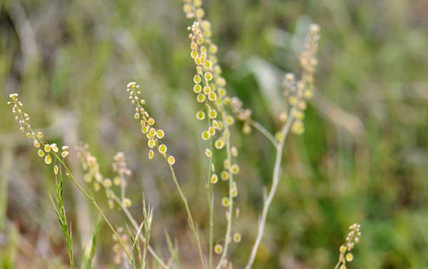 Thysanocarpus curvipes, Lacepod Mustard, Southwest Desert Flora